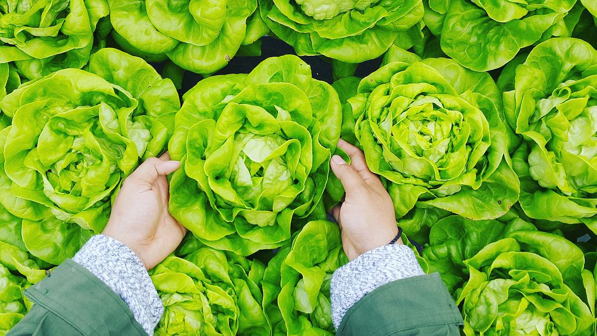 vegetable person picking green cabbage cabbage