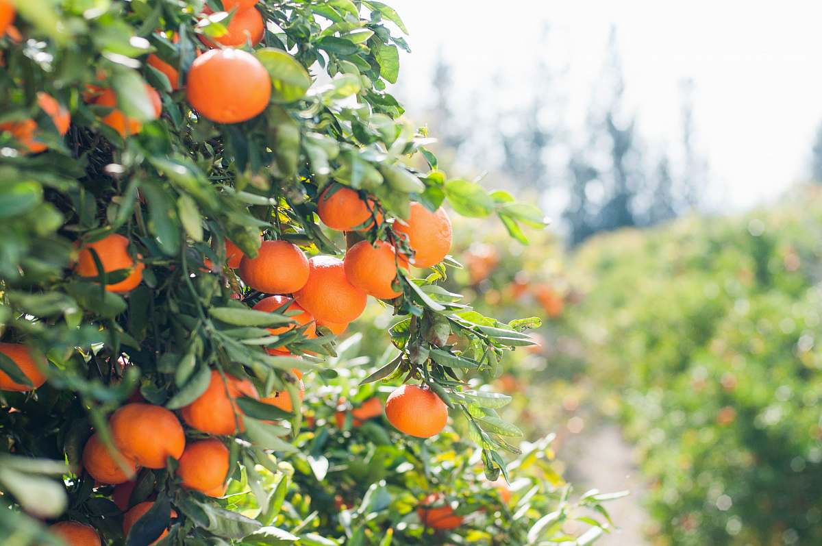 orange orange fruit tree garden