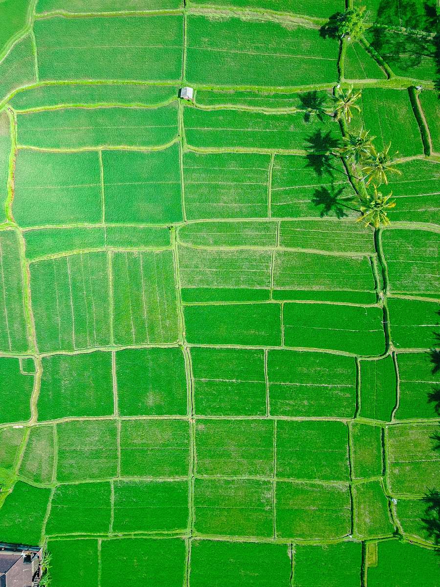 ubud aerial view of rice paddy indonesia