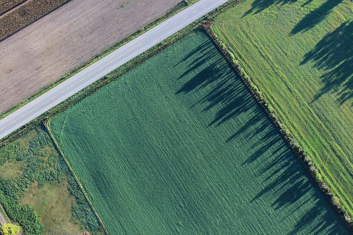 trees bird's eye view photography of green field fields