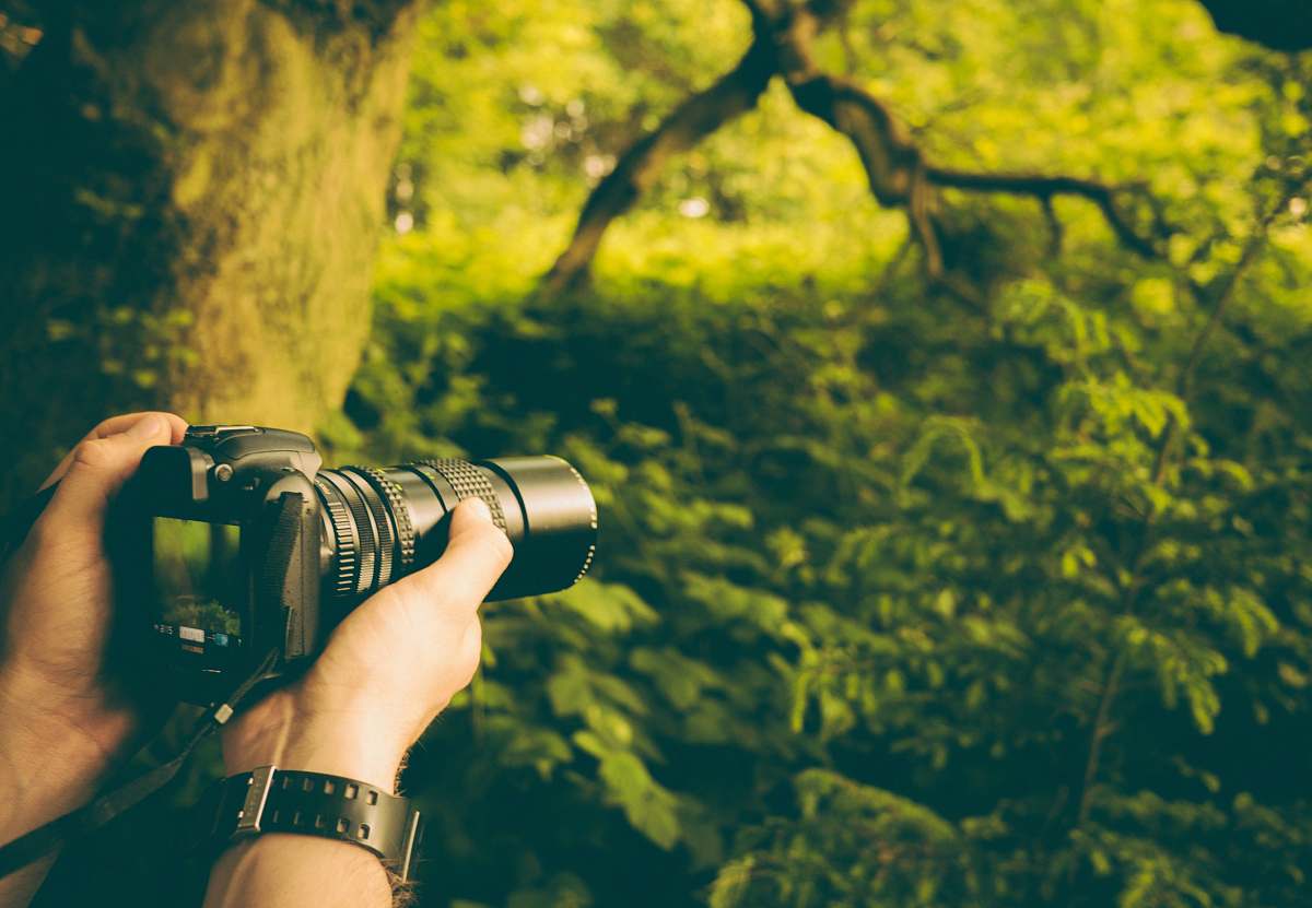 In this captivating scene, a woman is immersed in the beauty of nature, expertly holding her DSLR camera as she captures stunning photographs of majestic trees. The vibrant greenery surrounds her, highlighting the connection between the photographer and the natural world. This image is perfect for showcasing the art of photography, environmental awareness, or outdoor adventures, making it a great addition to portfolios, blogs, or marketing materials related to nature, travel, and photography.