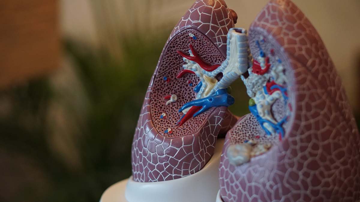 apparel selective focus photography of anatomy lungs clothing