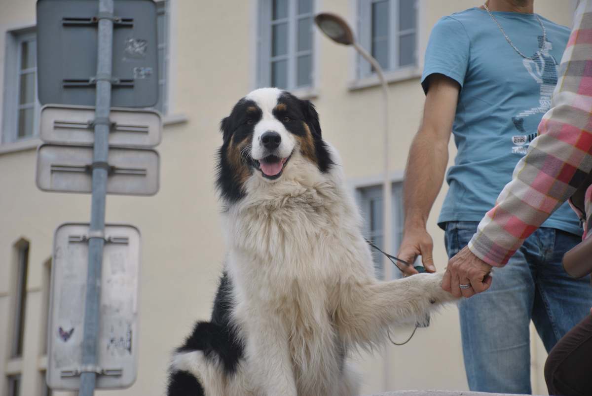 person adult long-coated white and black dog animal