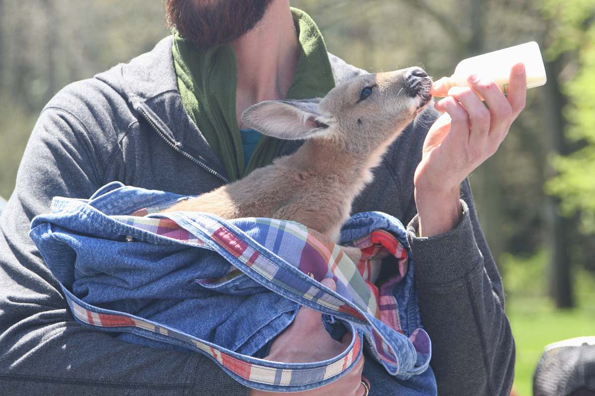 person brown kangaroo apparel