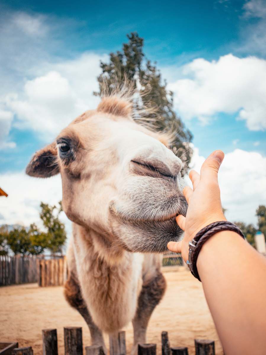 person person holding camel animal