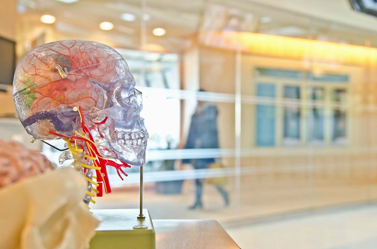 medical selective focus phot of artificial human skull brain