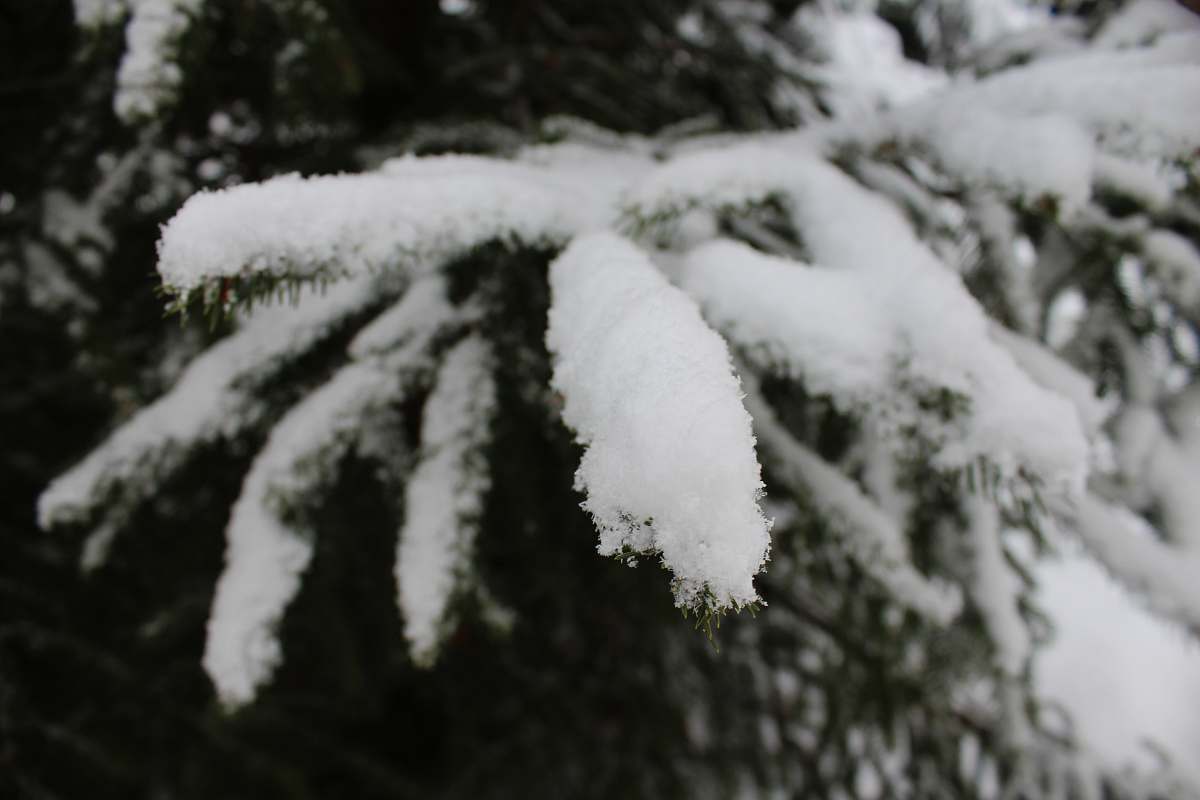 nature close-up photo of snows on green pine trees outdoors
