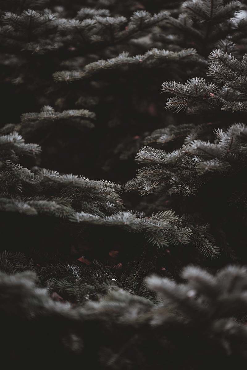 nature grey tree outdoors