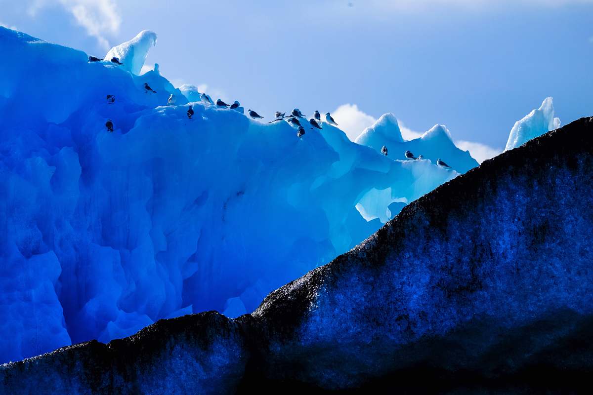 nature penguins on top of ice during daytime mountain