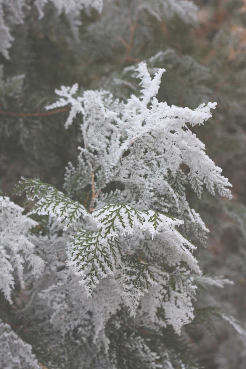 grey pine tree covered with snow snow