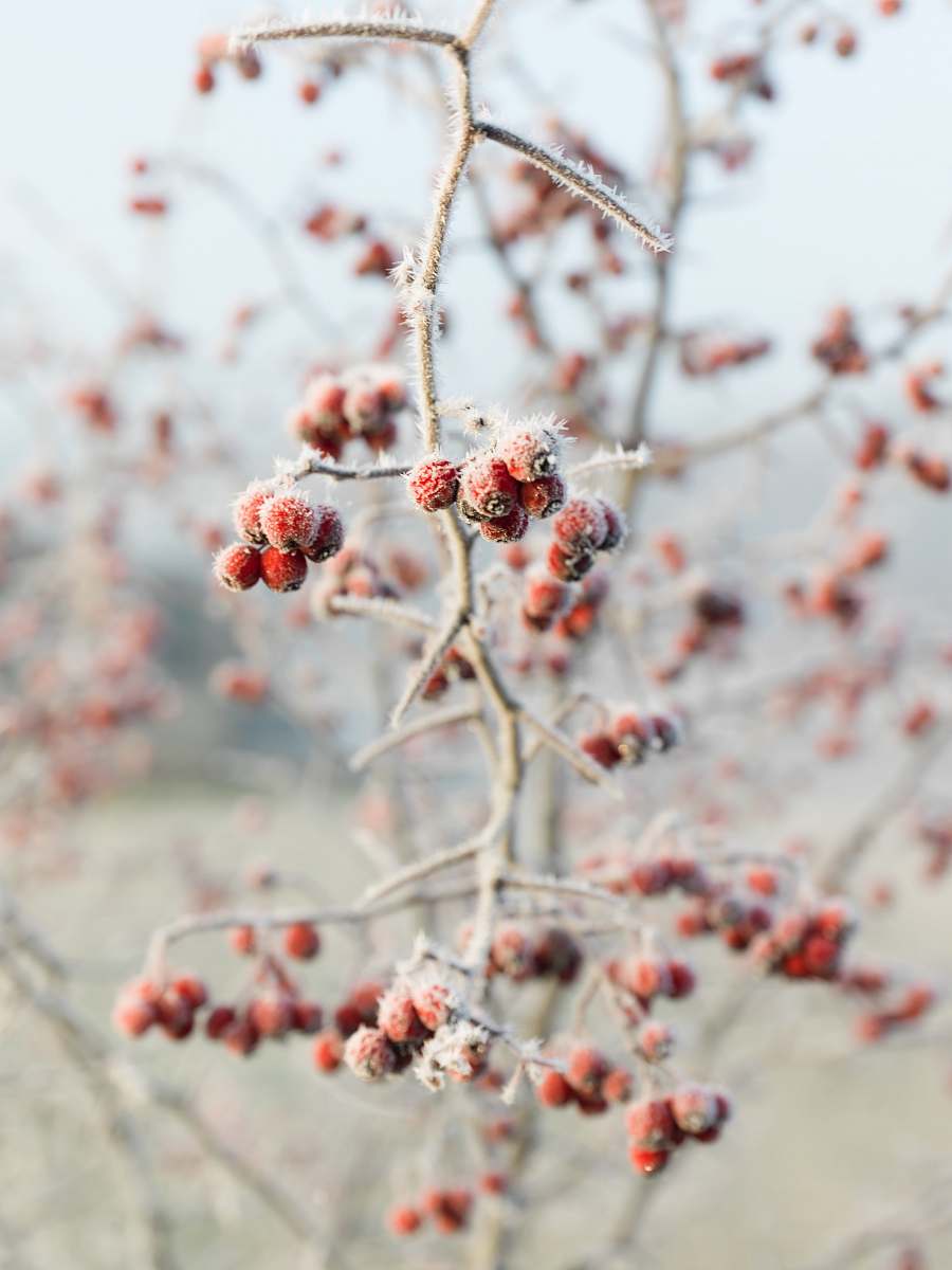 nature selective focus photo of bunch of berry outdoors