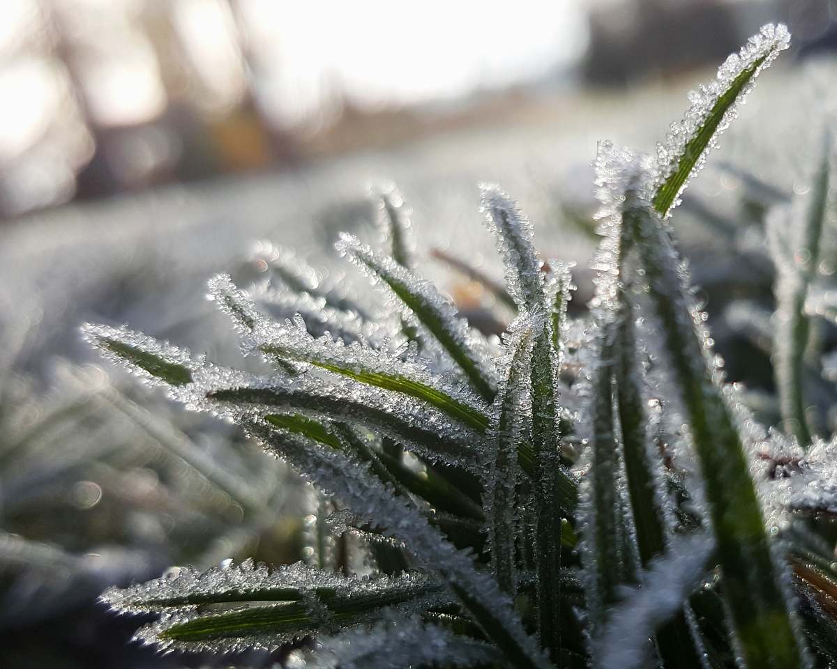 snow shallow focus photography of grass covered with snow frost