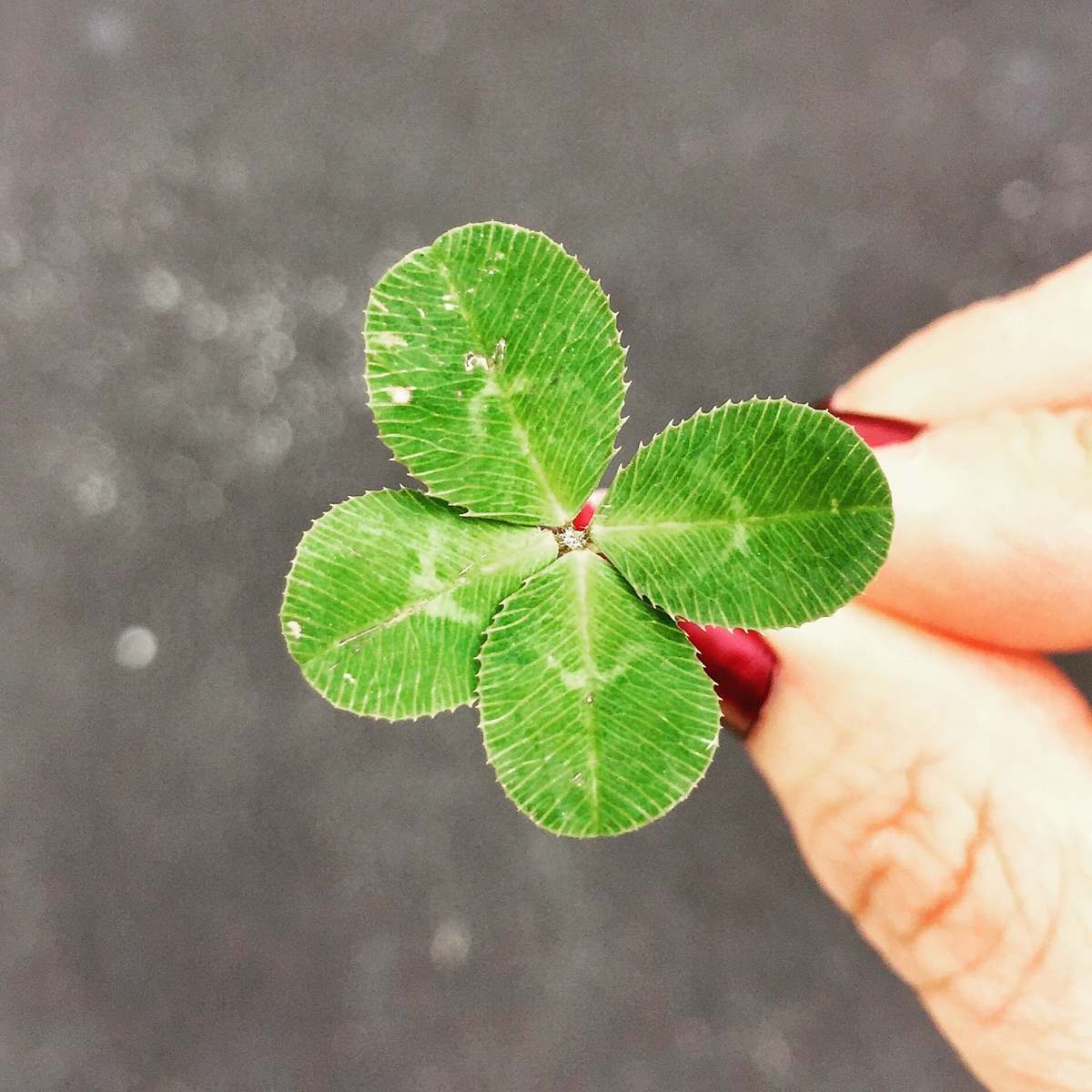 flora close-up photography of person holding green leaf plant plant