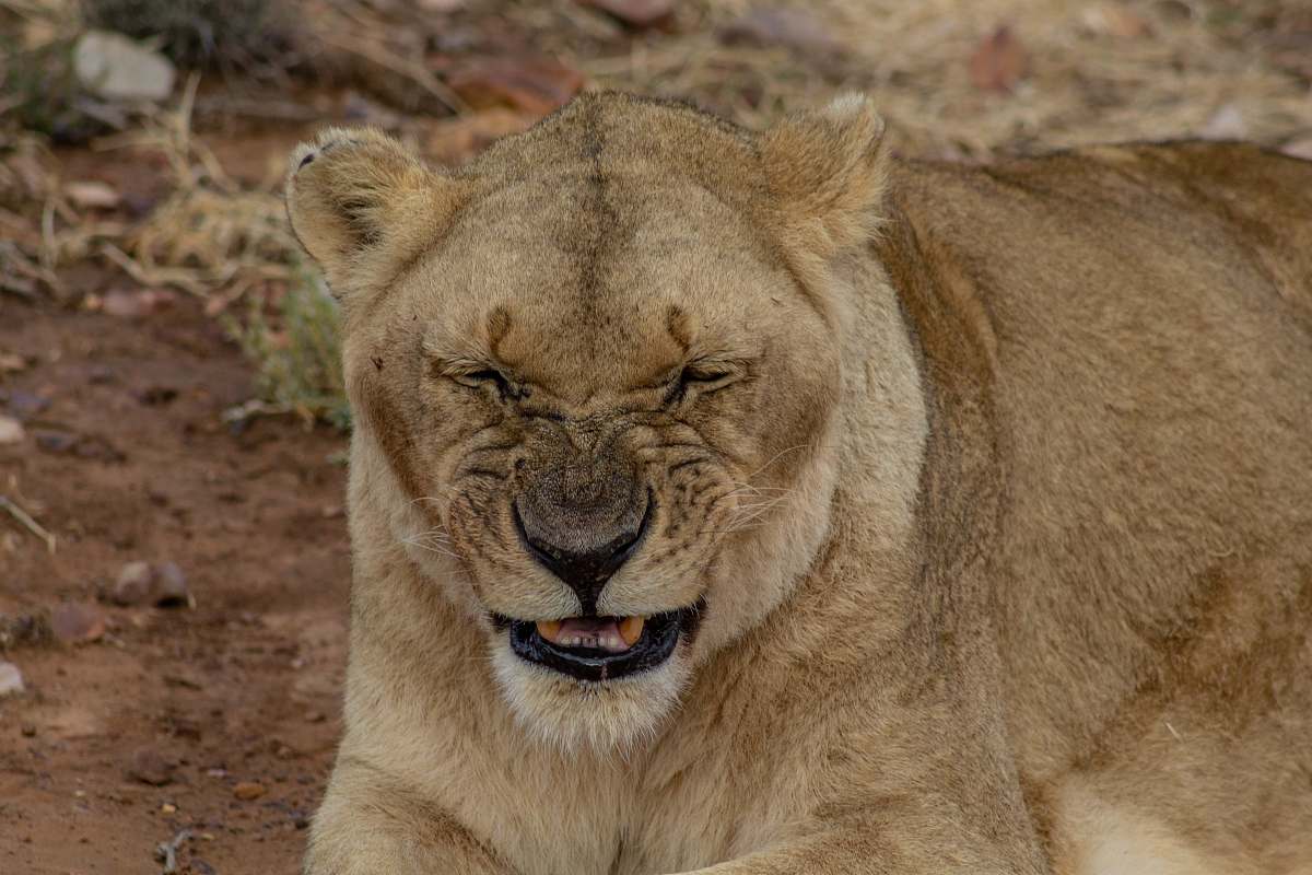 mammal brown lion lying on ground wildlife