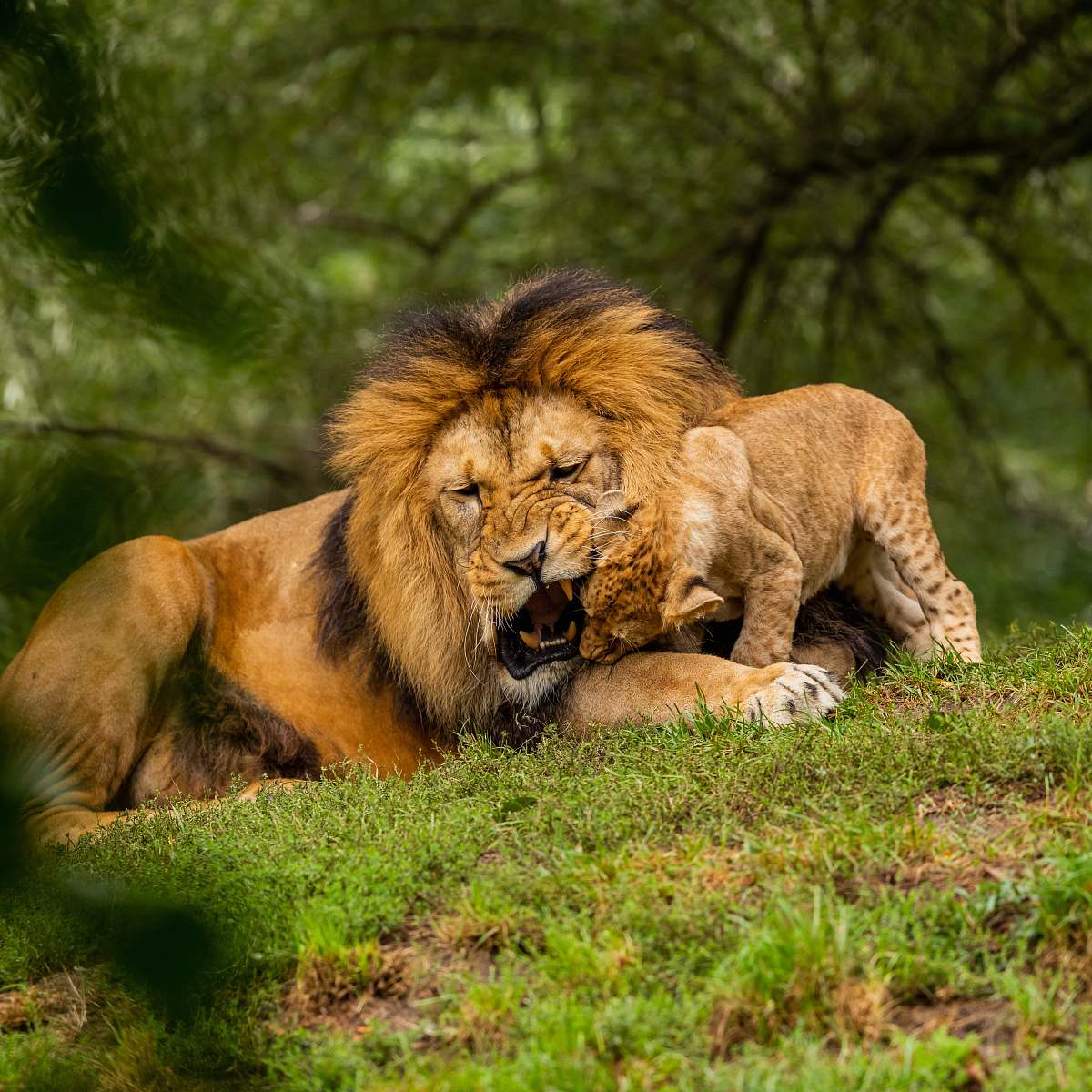 mammal lion and lionees lying on grass field wildlife