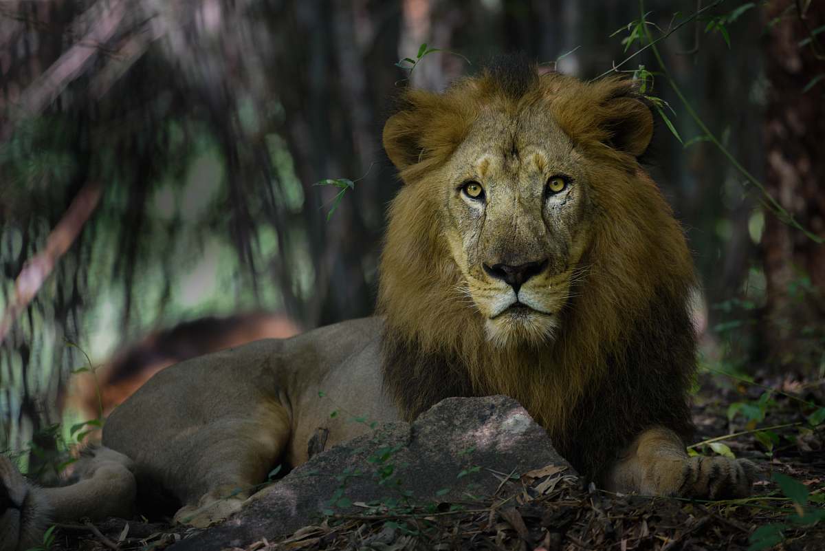 mammal selective focus photography of gray and brown lion wildlife