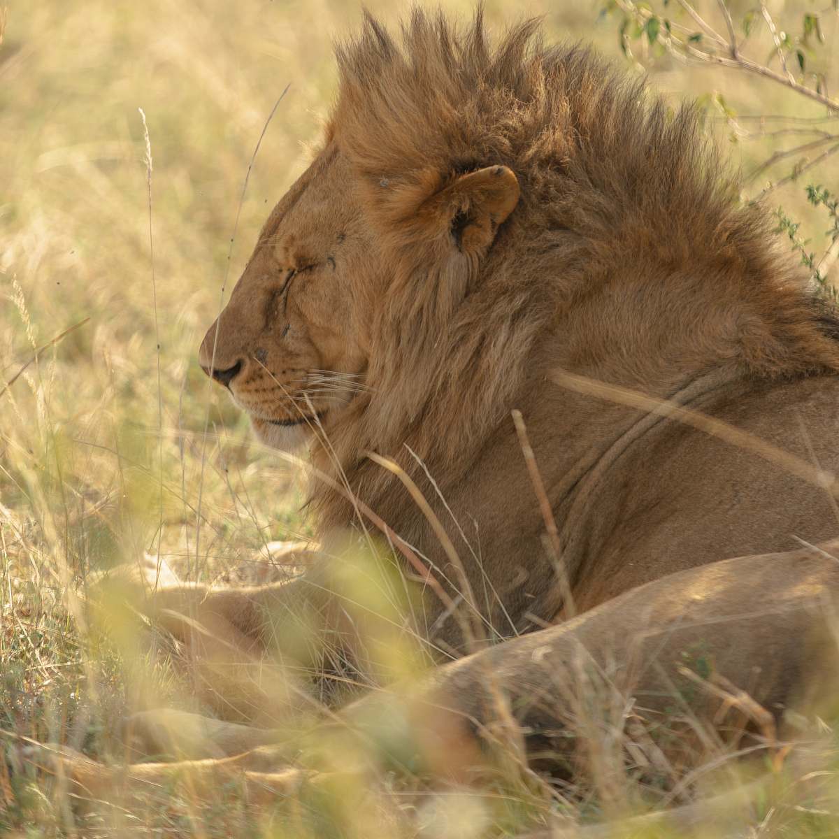 mammal wildlife photography of lion lying on brown grass wildlife