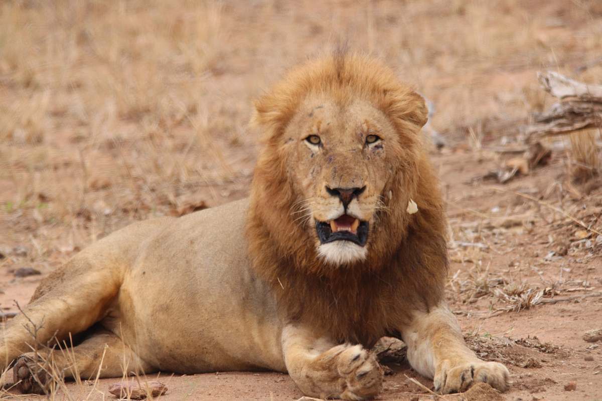 wildlife adult lion lying on dirt ground kruger national park