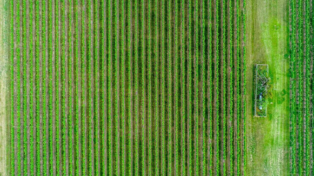 green aerial photography of green fields outdoors