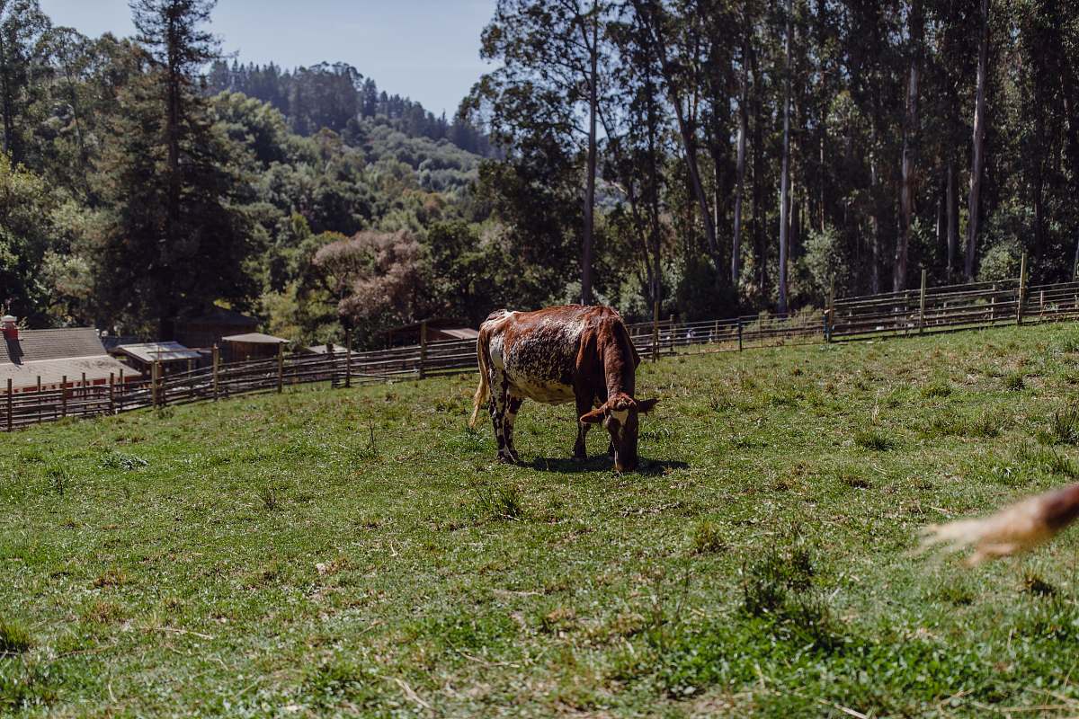 field brown cow eating grasses grassland