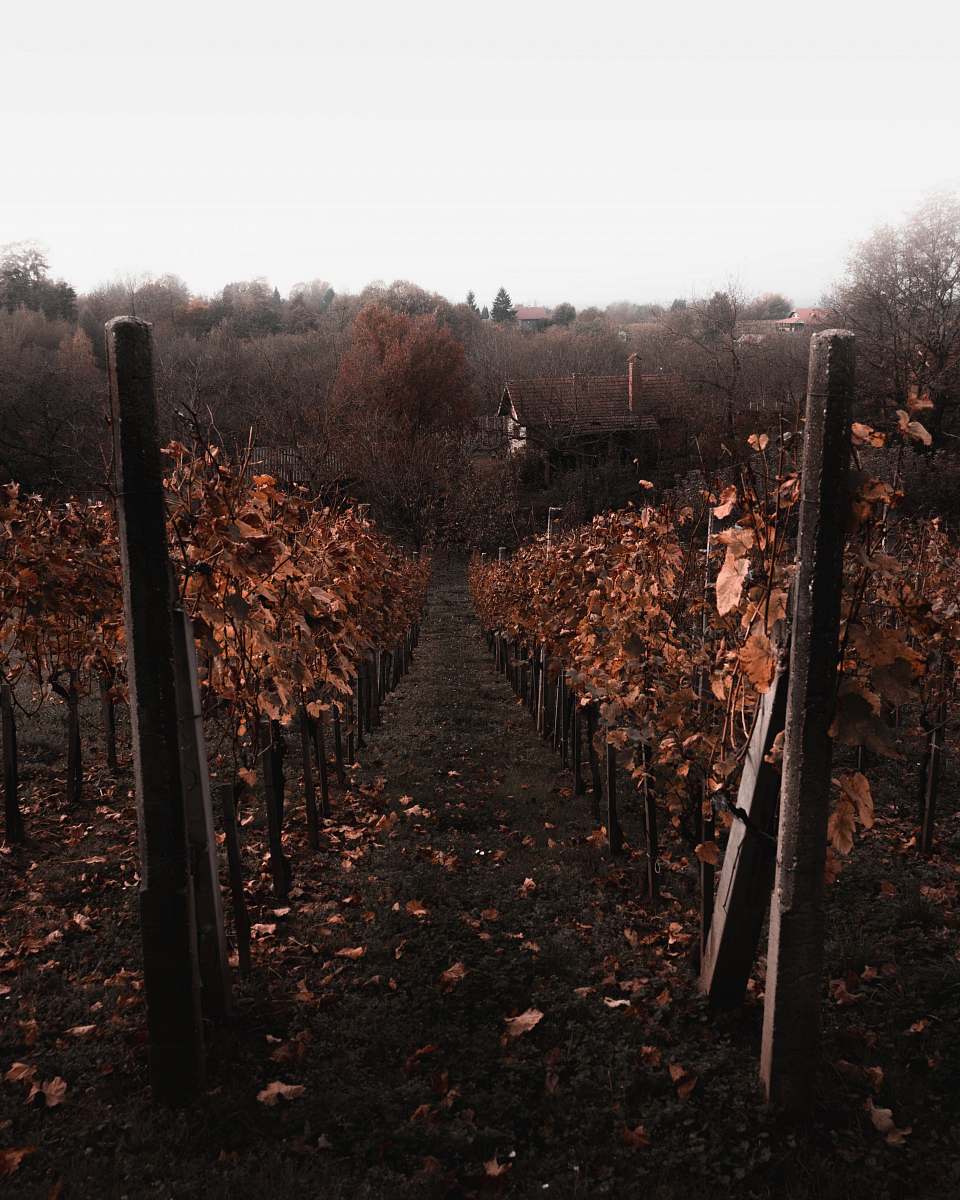 outdoors dried leaves during daytime countryside