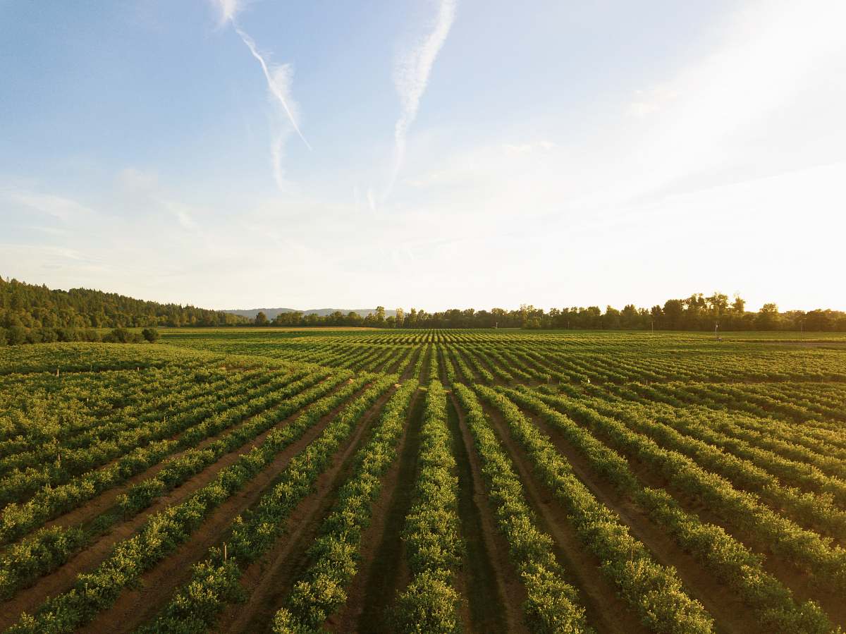 Outdoors Grass Field Farm Image Free Photo