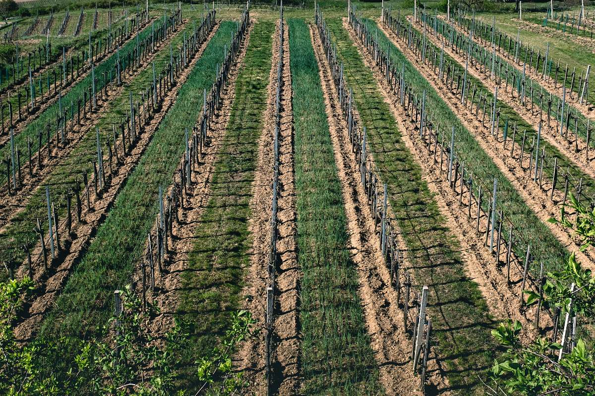 countryside green field during daytime vineyard