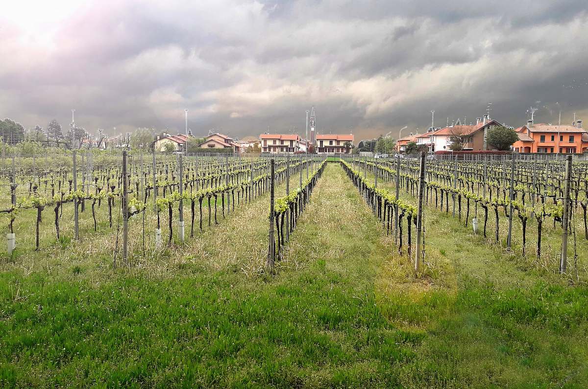 outdoors green grape fruits field under white and gray skies countryside