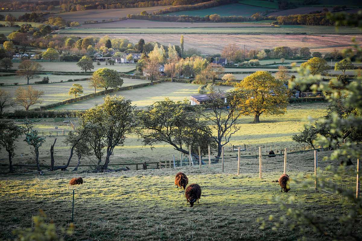 outdoors green-leafed trees field