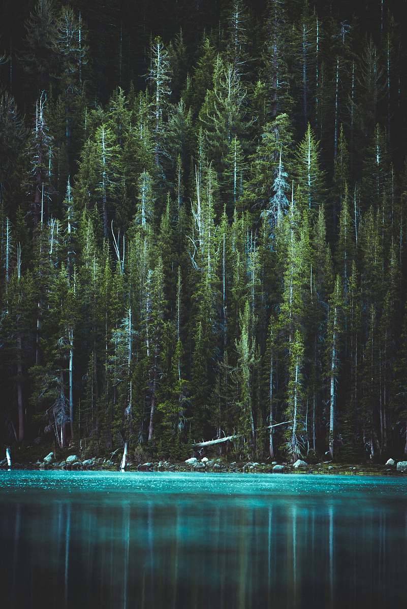 tree pine trees and blue lake conifer