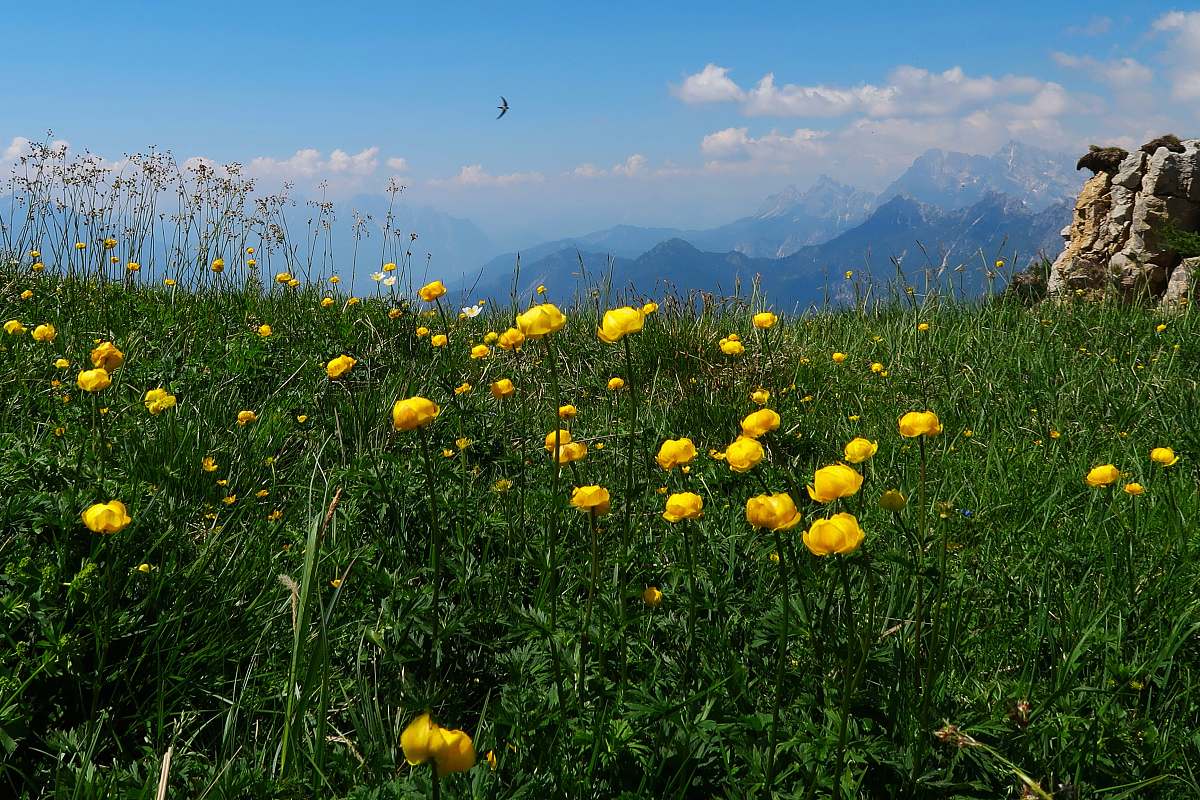 field bed of yellow-petaled flower grassland