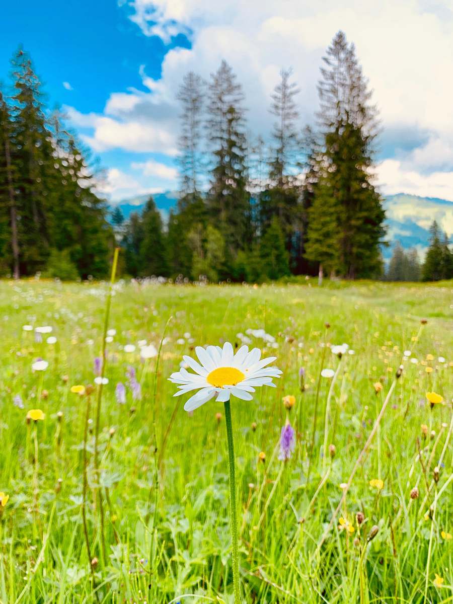 field blooming white and yellow daisy flower field grassland