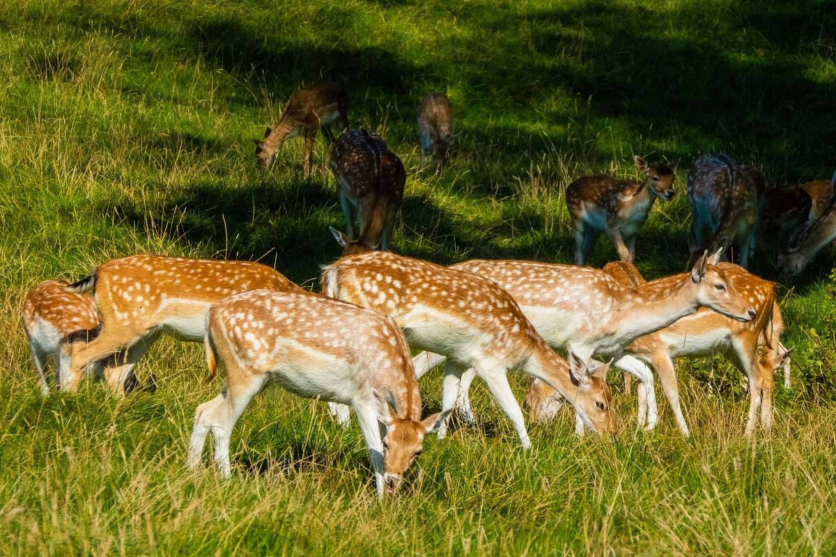 field brown and white spotted deer eating grasses grassland
