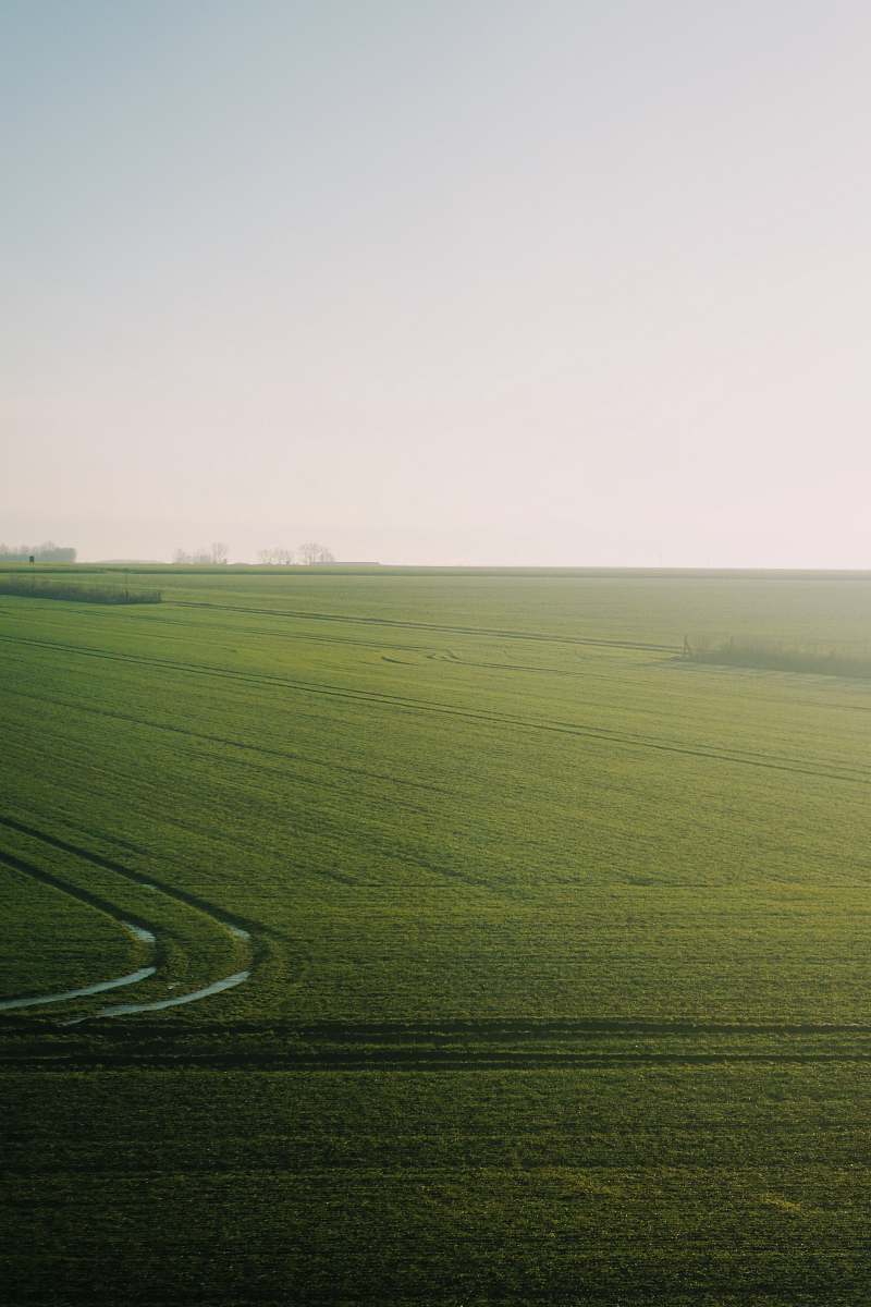 grassland green grass field field