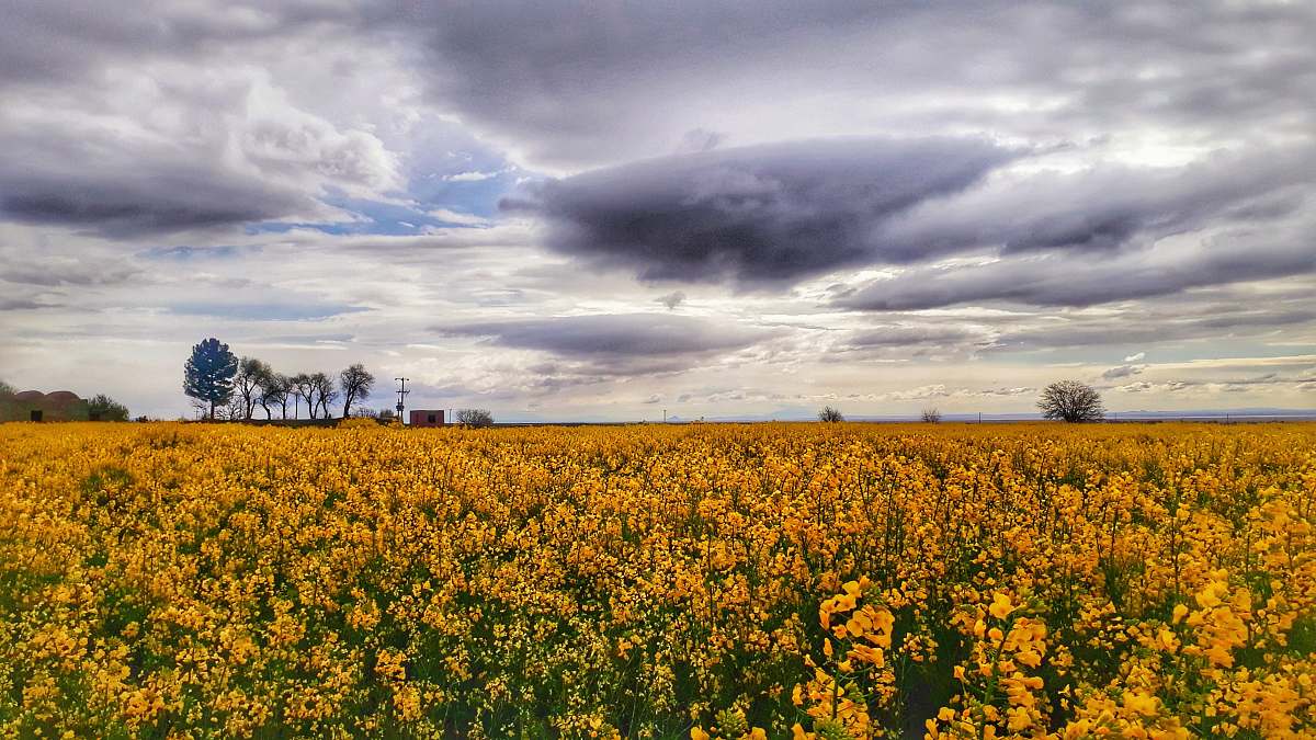 field yellow flower field grassland