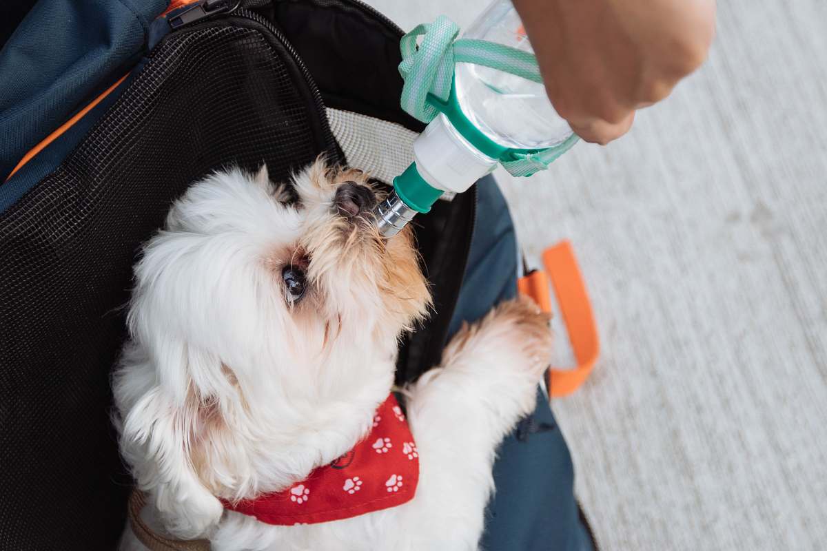 human person holding green water dispenser with dog drinking on it dog