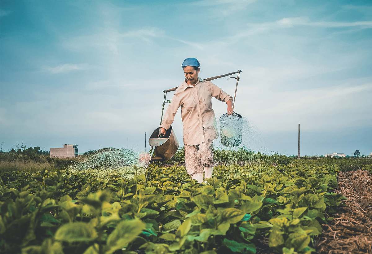 people woman watering plants human