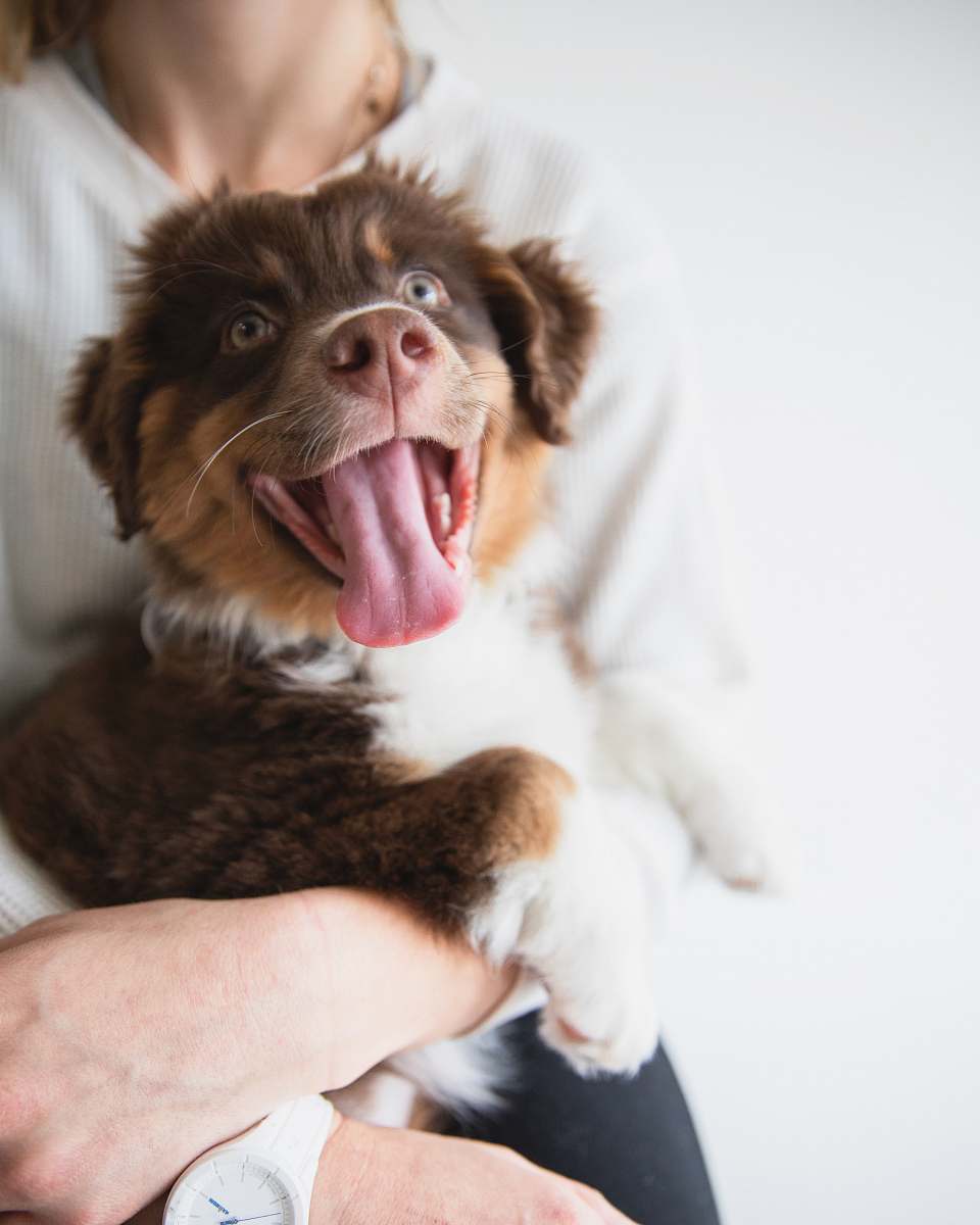 dog red long-coated puppy sticking its tongue out puppy