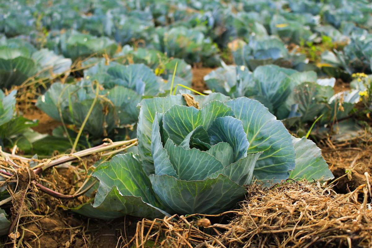food bok choy at daytime cabbage