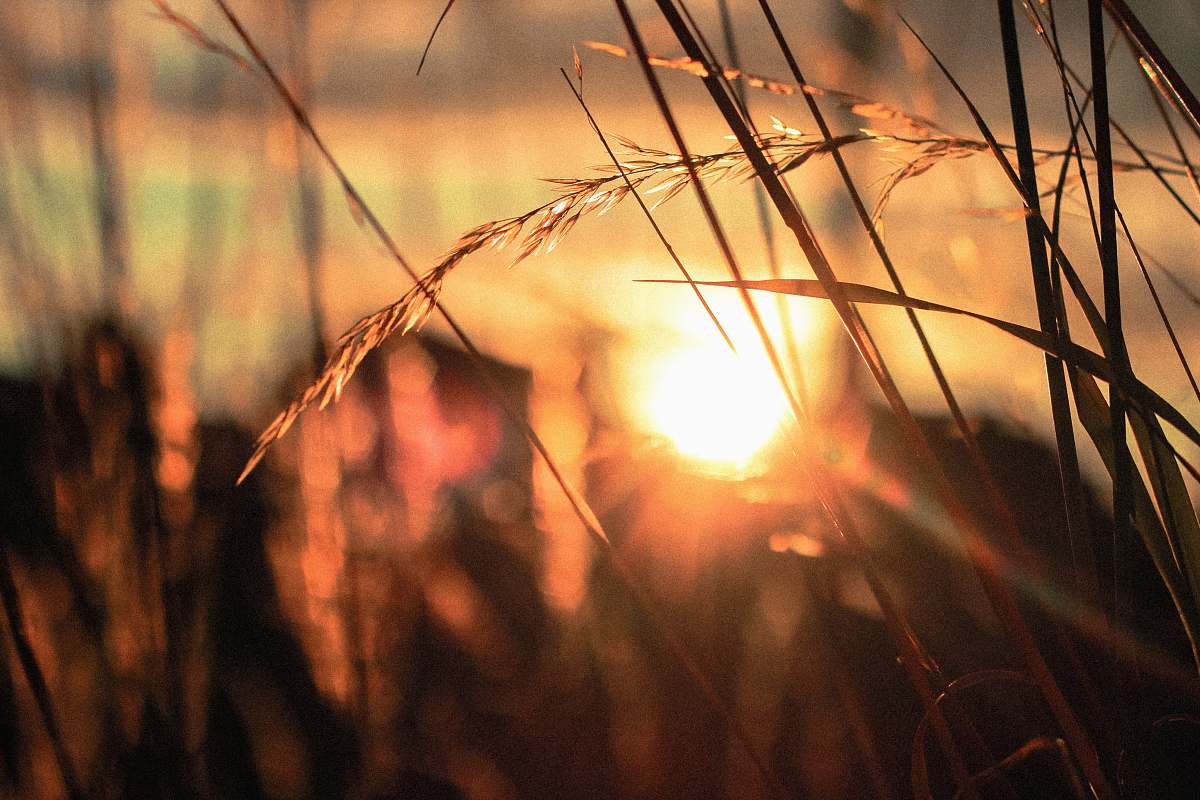 grass silhouette close-up photo of wheat field sun