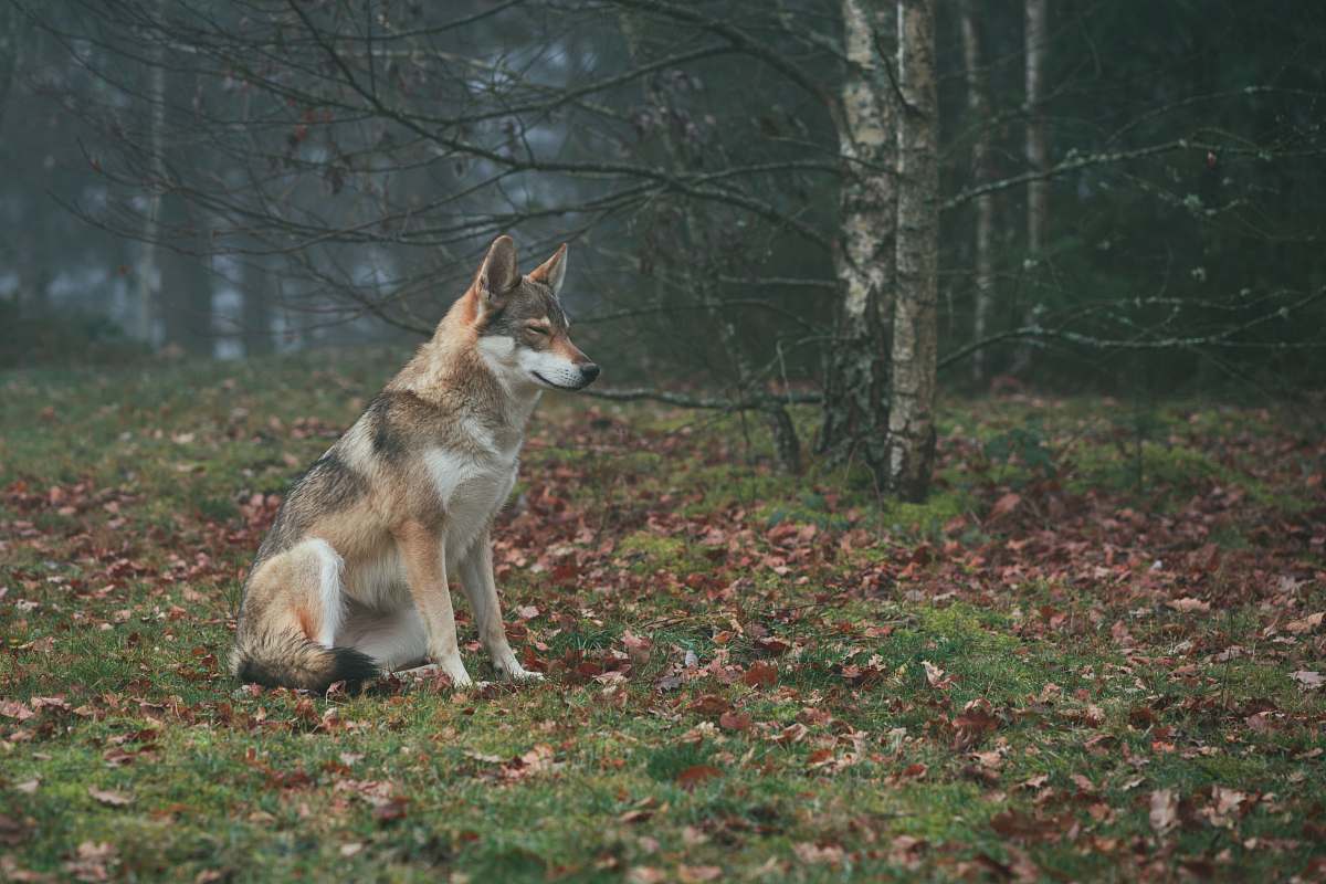 mammal brown and white wolf on forest wolf