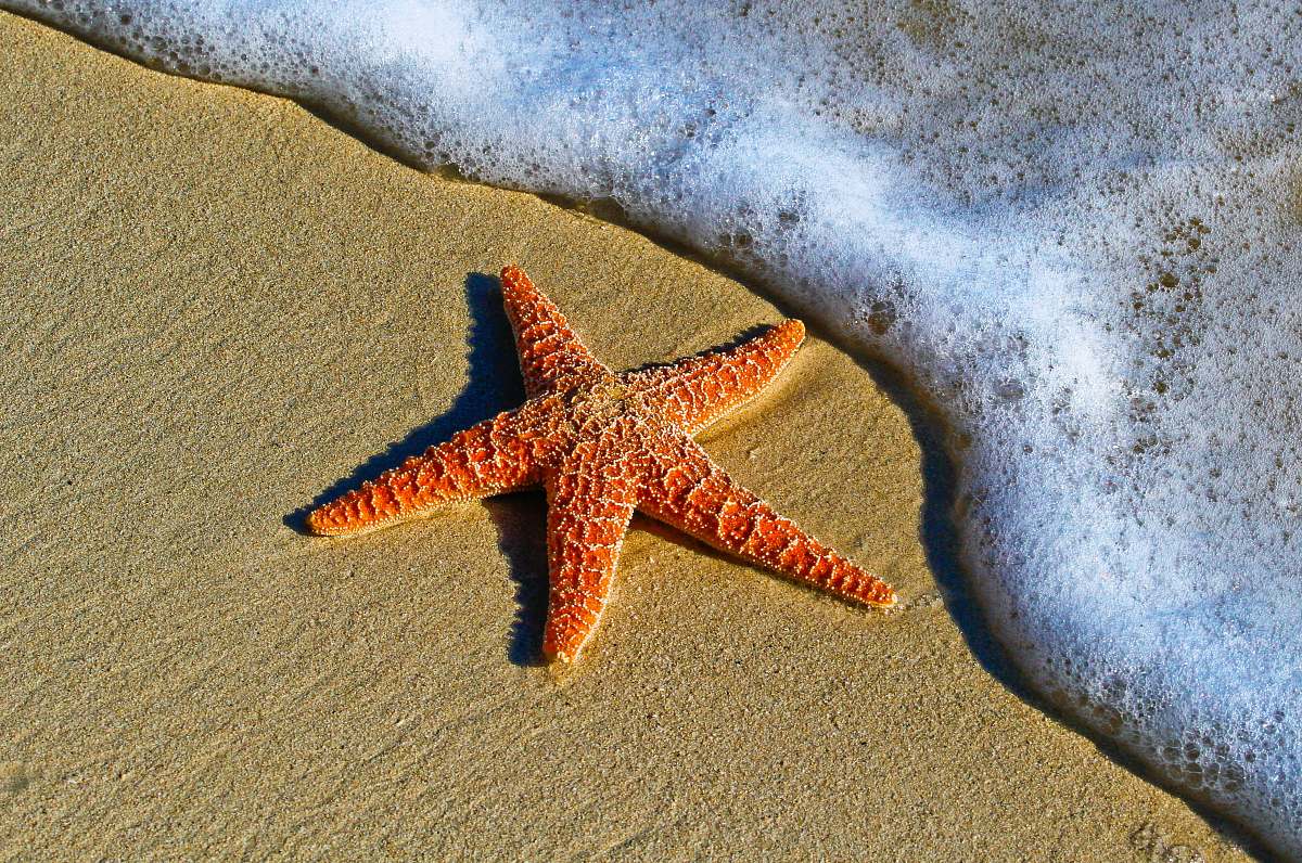 starfish closeup photo of red star fish beside seashore animal