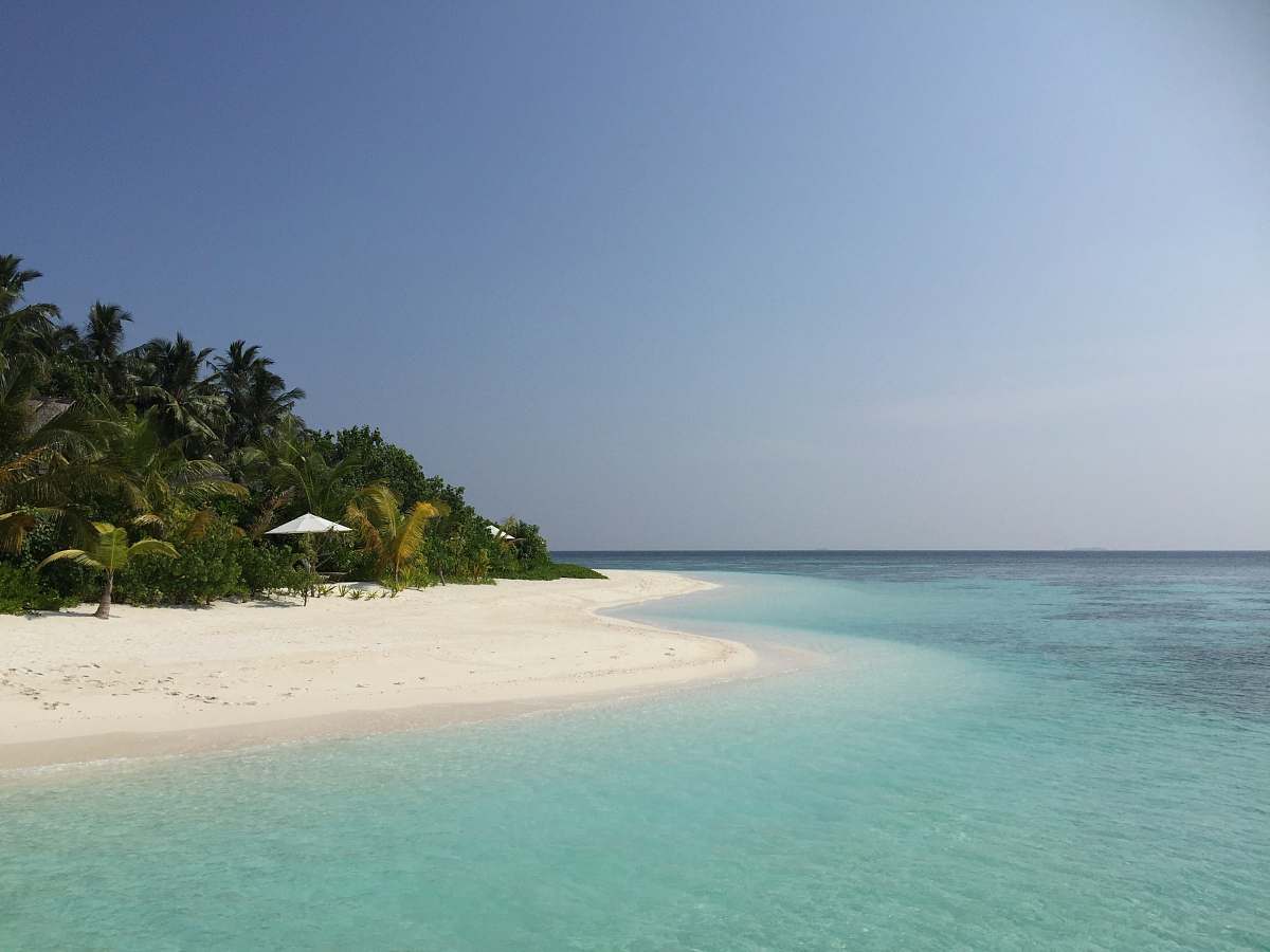 water palm trees beside shoreline ocean