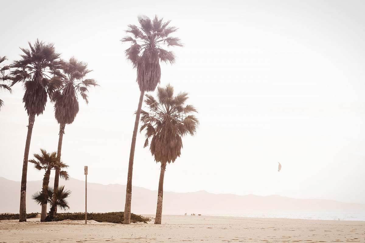 tree palm trees during daytime palm trees