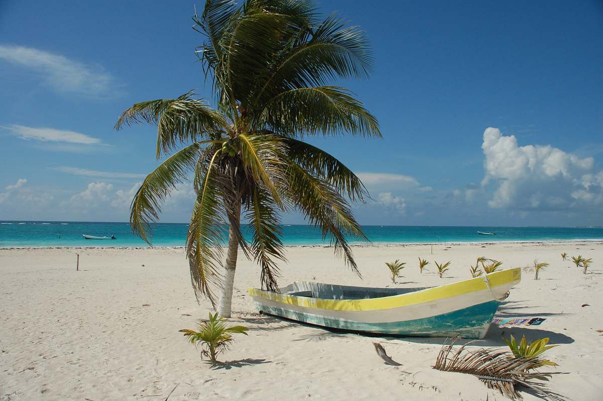 sea photo of boat near seashore and coconut tree coast