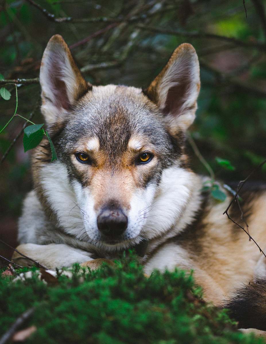 animal adult short-coated tan dog lying on green grass husky