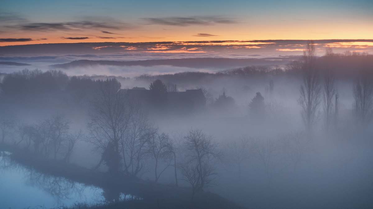 outdoors forest trees covered by fog weather