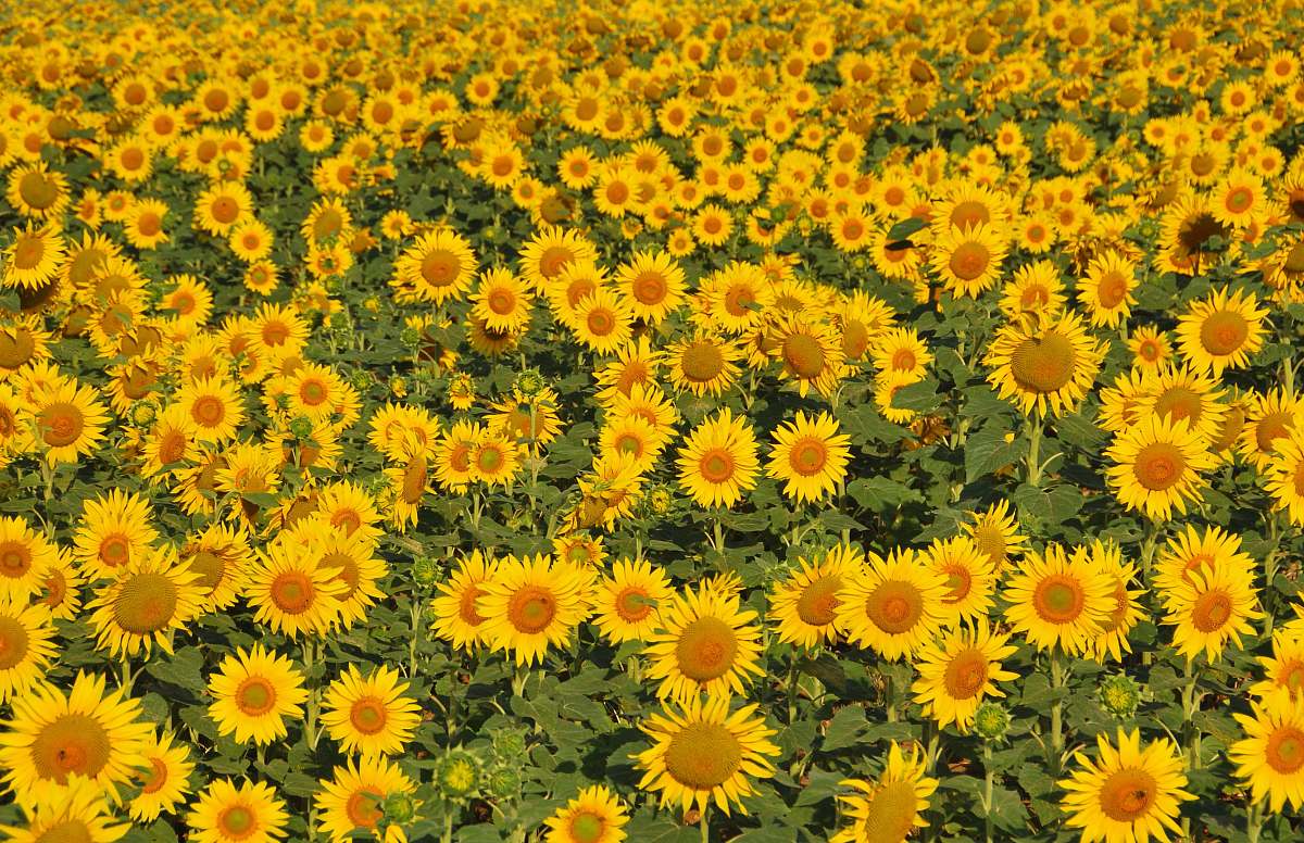 flower bed of sunflowers sunflower