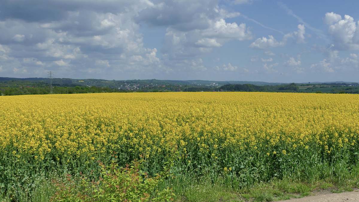 grassland yellow flower field under blue sky during daytime outdoors
