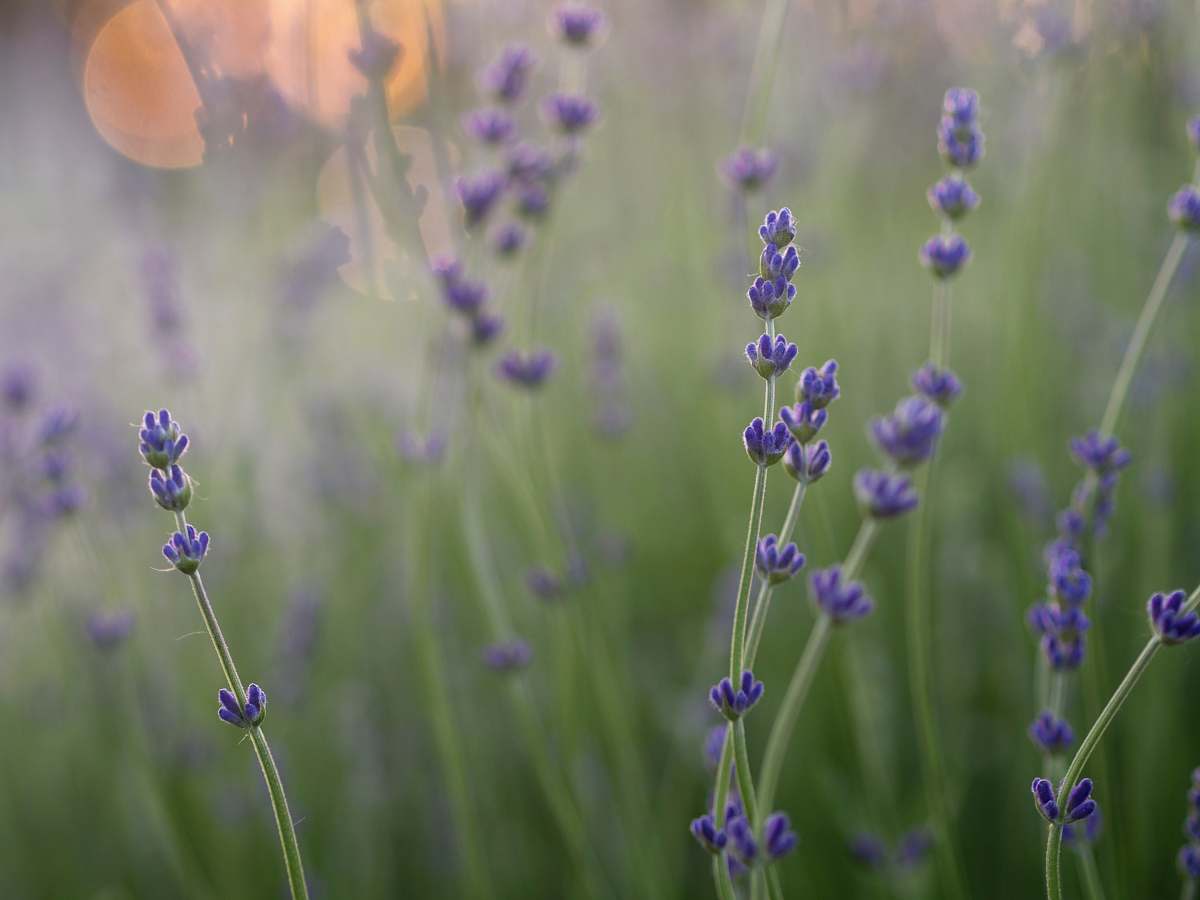 plant shallow focus photography of purple flowers flora